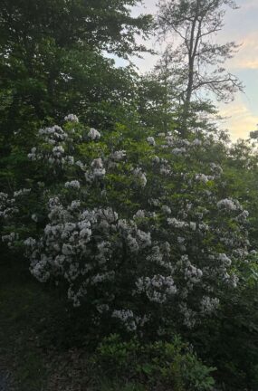 White Flowers on Tree